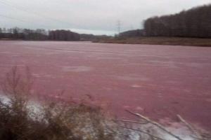 В России озеро вблизи свинофермы стало розовым - кадры