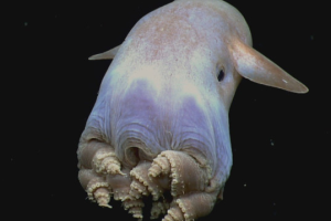 У берегов США засняли ушастого осьминога: видео