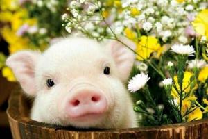 Год Желтой Свиньи: приметы и суеверия
