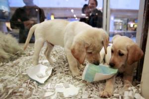 В Великобритании запретили зоомагазинам продавать щенков и котят