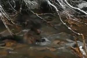 Необычная спасательная операция в Татрах: маленькому медведю помогли выбраться из горной реки