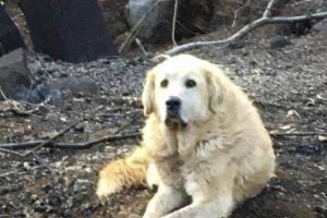 В Калифорнии собака почти месяц ждала своих хозяев у руин сгоревшего дома