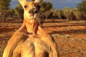 Любимец интернета кенгуру-"качок" Роджер дожил до 12 лет