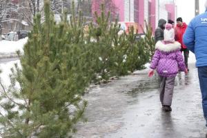 Экологи выяснили, что елка в доме может нанести вред здоровью