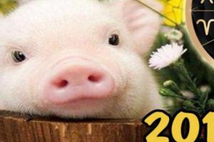 В каких цветах встречать Новый 2019 год по знакам зодиака?