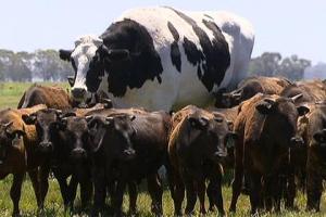 Полуторатонный австралийский вол стал местной достопримечательностью