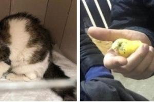 Спасатели нашли живыми под завалами в Магнитогорске кошку и попугая