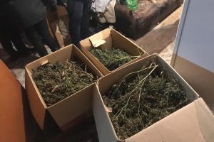 Изъяли 50 килограммов зелья: В Киевской области мужчина в комнате своего дома выращивал коноплю