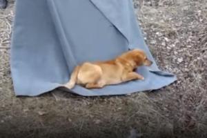 В Лисичанске из заброшенного бункера вытащили бездомную собаку