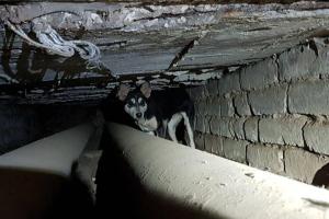 На Донетчине спасли собаку, которая полтора года назад упала в колодец теплотрассы