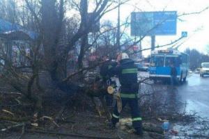 В Виннице 11-летнюю девочку убило деревом