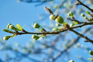 Погода в начале предпасхальной недели: днем тепло, ночью заморозки