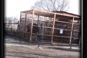 В российском зоопарке медведь прокусил руку девушке