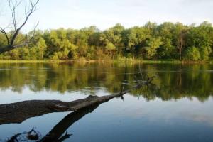В реке Северский Донец обнаружена рыба, пребывающая в Красной книге 