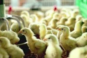 В Винницкой области горит птицефабрика