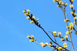 Вербное воскресенье: что можно и чего нельзя делать в этот день