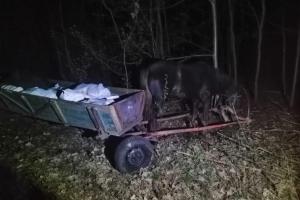 Украинцы пытались провезти на телегах в Беларусь 800 килограммов сала