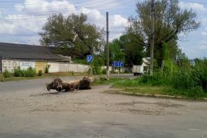 "Никому нет дела": В Лисичанске посреди улицы лежат заваленные ветром дерево и столб