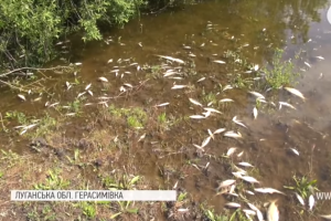 Вода в реке резко поднялась и погибла рыба: На Луганщине произошло экологическое ЧП