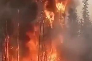Тушить не будут - дорого: В России продолжают гореть сибирские леса