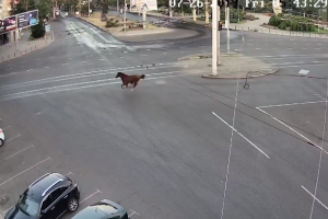 В Одессе конь сбежал с ипподрома и носился по городу: видео