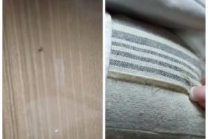 Полное купе тараканов: "Укрзалізниця" в очередной раз "порадовала сервисом"