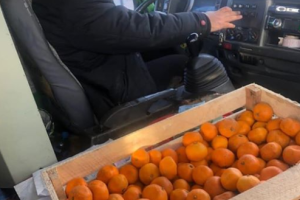 Новогодний позитив: Водитель харьковской маршрутки угощает пассажиров мандаринами