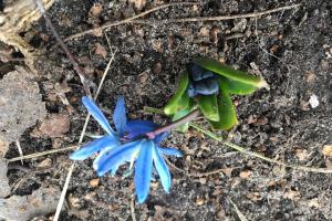 Природная аномалия на Луганщине: в январе распустились цветы и зеленеют листья - фото