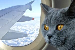 "Чтобы не сажать пушистиков на диету": Авиакомпания МАУ разрешила брать в самолет более тяжелых животных