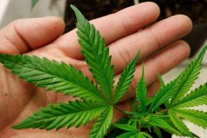 Преступный "бизнес": На Луганщине судят сбытчиков каннабиса 