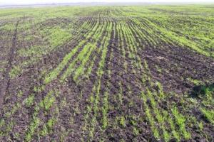 Будет ли в Украине засуха: Что говорят в Укргидрометцентре