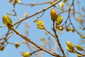 Теплый Алексей: приметы праздника, что можно и нельзя делать