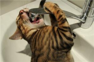 "Издевательства продолжаются": центр Лисичанска снова остался без воды