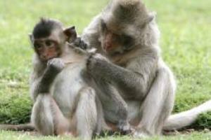 В Индии обезьяны украли образцы крови больных коронавирусом, грызли их и бросали на землю - видео