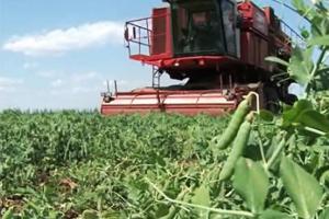 Как продуктивно собрать урожай бобовых. Приставка для уборки гороха и сои