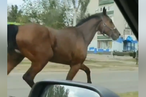 По Северодонецку носились сбежавшие лошади: видео