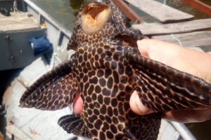 В Днепре поймали необычную рыбу, которая водится в Южной Америке