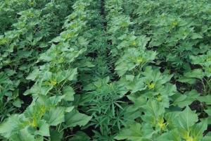 На Луганщине полицейские обнаружили конопляную плантацию