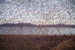 Песок почернел от насекомых: На курортах Азова к медузам прибавилась новая напасть