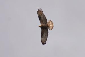 Время миграции птиц: в сети появились впечатляющие кадры из Зоны отчуждения (фото)