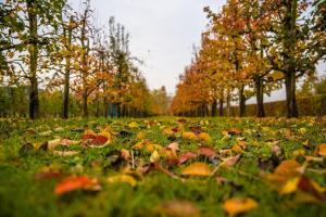 Синоптики розповіли, чого очікувати від погоди в жовтні