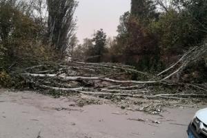 В Лисичанске ветер валит деревья на дороги: фото