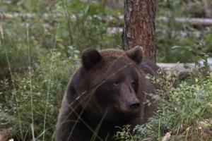 У Чорнобильській зоні вперше за століття були помічені ведмеді