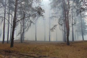 Пожежа на Луганщині поширюється з блискавичною швидкістю: оголошено евакуацію (відео)