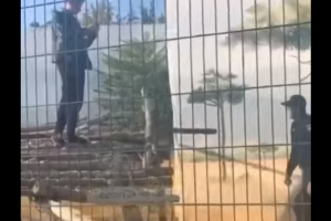 В Одессе парень забрался в вольер со львами ради эффектных кадров: видео