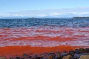 "Красный прилив": в Одессе наблюдается опасное явление на море
