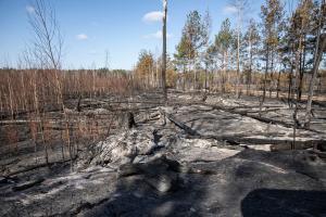 Гайдай розповів про плани щодо відновлення лісів Луганщини після пожеж