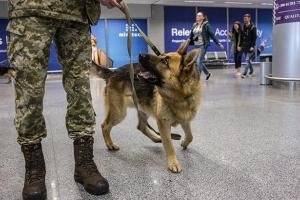 В МВД Украины рассматривают возможность использования собак-нюхачей для выявления больных COVID-19