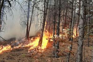Окупанти підпалили позиції ЗСУ на Донеччині, - ЗМІ (відео)