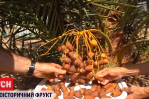 В Израиле вырастили пальму из семян возрастом 2000 лет и впервые получили плоды
